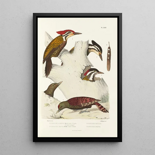 Alfred Malherbe - Monographie des picides pl11.webp