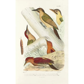 Alfred Malherbe - Monographie des picides pl15.webp