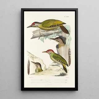 Alfred Malherbe - Monographie des picides pl16.webp