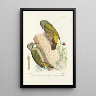 Alfred Malherbe - Monographie des picides pl20.webp