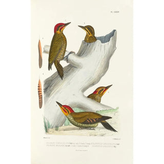 Alfred Malherbe - Monographie des picides pl23.webp