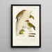 Monographie des picides pl24 - Alfred Malherbe — gerahmtes Bild an der Wand