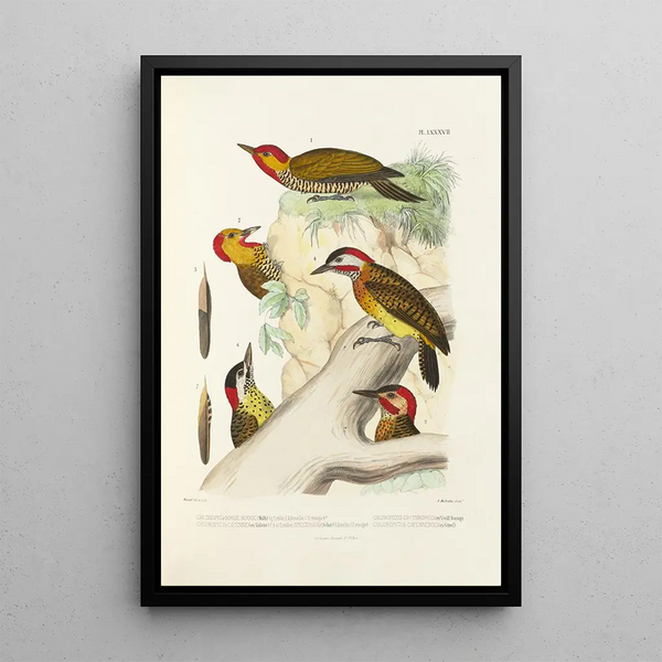 Alfred Malherbe - Monographie des picides pl26.webp
