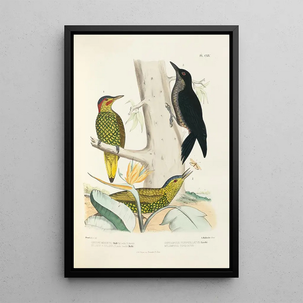 Monographie des picides pl43 - Alfred Malherbe — gerahmtes Bild an der Wand