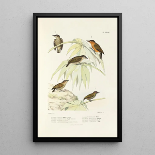 Alfred Malherbe - Monographie des picides pl47.webp
