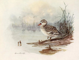 Allan Brooks - Cape Teal.webp