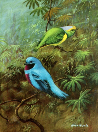 Allan Brooks - Costa Rican tanager and lovely cotinga.webp