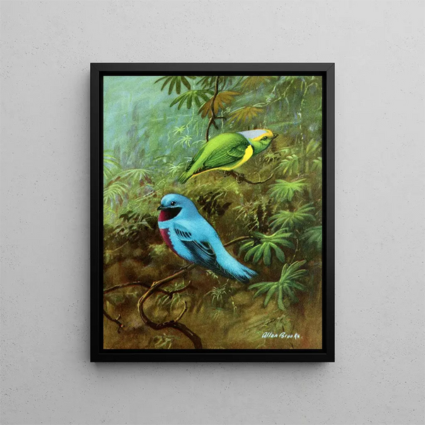 Costa Rica Tangara Gemälde und hübscher Cotinga - Allan Brooks — gerahmtes Bild an der Wand