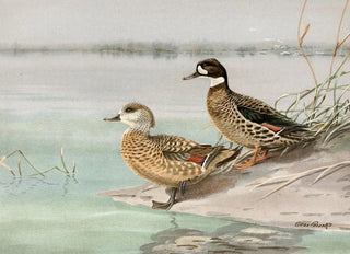 Allan Brooks - Crested Duck BronzeWinged Duck.webp