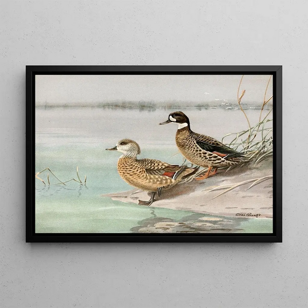 Enten mit erhobenem Kopf, Ente mit bronzefarbenen Flügeln - Allan Brooks — gerahmtes Bild an der Wand