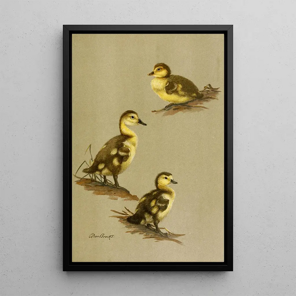 Junge Stockenten des Rotkopf-Enten - Allan Brooks — gerahmtes Bild an der Wand