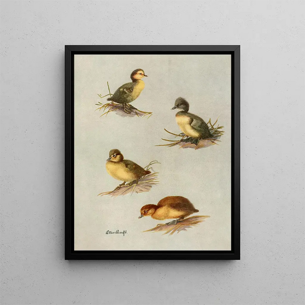 Junge flauschige Enten mit weißen Augen, von Schellente, von Reiherente, von Zwergschnatterente - Allan Brooks — gerahmtes Bild an der Wand