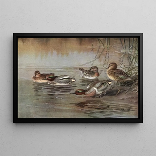 Allan Brooks - European Teal American GreenWinged Teal.webp