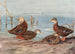 Dunkle Ente aus Florida Mexikanische Ente - Allan Brooks — Ansicht des Kunstwerks