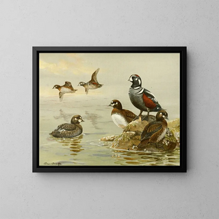 Allan Brooks - Harlequin Duck.webp
