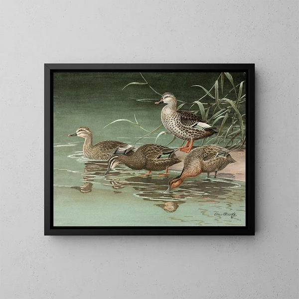 Enten mit geflecktem Schnabel im Indianerstil - Allan Brooks — gerahmtes Bild an der Wand