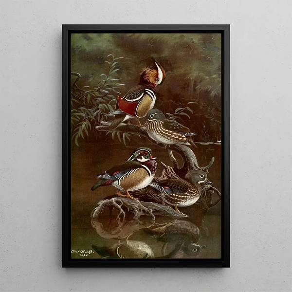 Reproduktion des Gemäldes Mandarin-Ente und Caroline-Ente - Allan Brooks