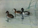 Enten mit Hals - Allan Brooks — Ansicht des Kunstwerks