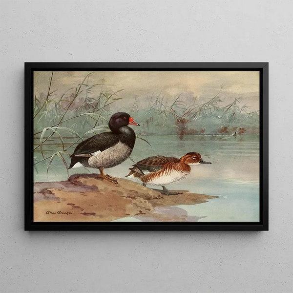 Allan Brooks - RosyBilled Duck.webp