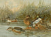 Ente Souchet - Allan Brooks — Ansicht des Kunstwerks