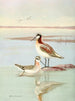 Phalarope de Wilson - Allan Brooks — Ansicht des Kunstwerks