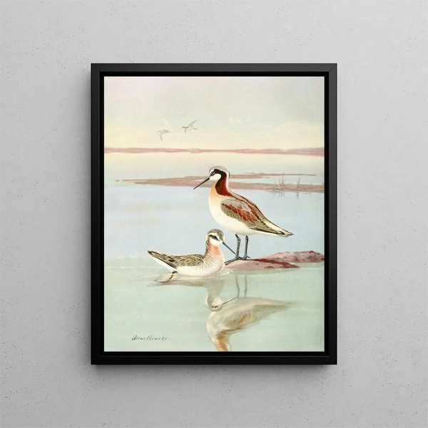 Phalarope de Wilson - Allan Brooks — gerahmtes Bild an der Wand