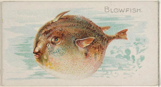 Allen Ginter - Blowfish.webp