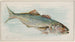 Fisch Blau - Allen Ginter — Ansicht des Kunstwerks