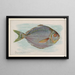 Fischbutter - Allen Ginter — gerahmtes Bild an der Wand