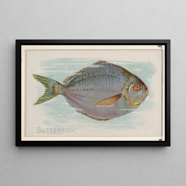Fischbutter - Allen Ginter — gerahmtes Bild an der Wand