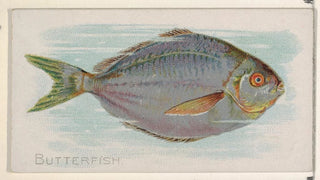 Allen Ginter - Butterfish.webp