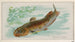 Fischkatze - Allen Ginter — Ansicht des Kunstwerks