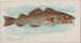 Morue - Allen Ginter — Ansicht des Kunstwerks
