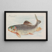 Mulet - Allen Ginter — gerahmtes Bild an der Wand