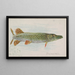 Brochet - Allen Ginter — gerahmtes Bild an der Wand