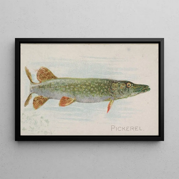 Brochet - Allen Ginter — gerahmtes Bild an der Wand