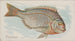 Porgy - Allen Ginter — Ansicht des Kunstwerks