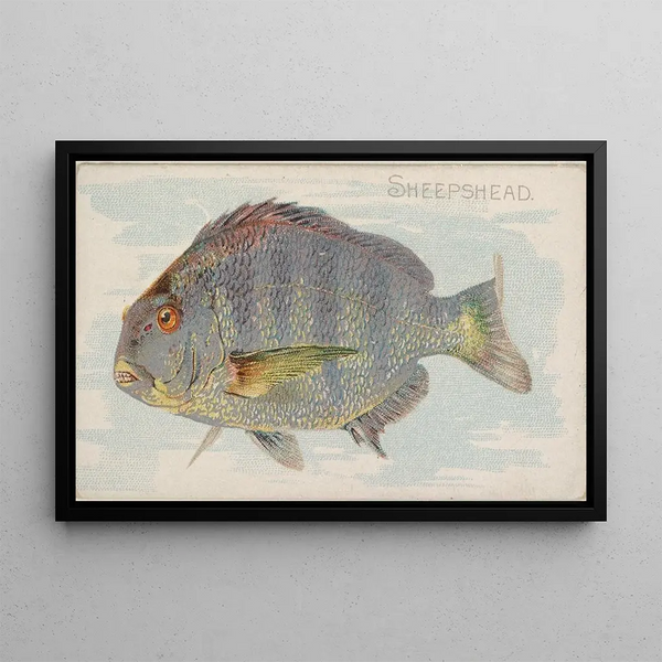 Sheepshead - Allen Ginter — gerahmtes Bild an der Wand