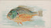 Fischmond - Allen Ginter — Ansicht des Kunstwerks