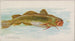 Kabeljau aus der Nordsee - Allen Ginter — Ansicht des Kunstwerks