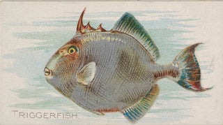 Allen Ginter - Triggerfish.webp