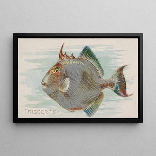 Allen Ginter - Triggerfish.webp