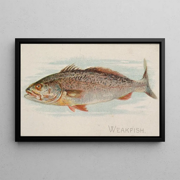 Maigre - Allen Ginter — gerahmtes Bild an der Wand