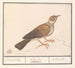 Alouette Alaudidae - Anselmus Botius de Boodt — Ansicht des Kunstwerks