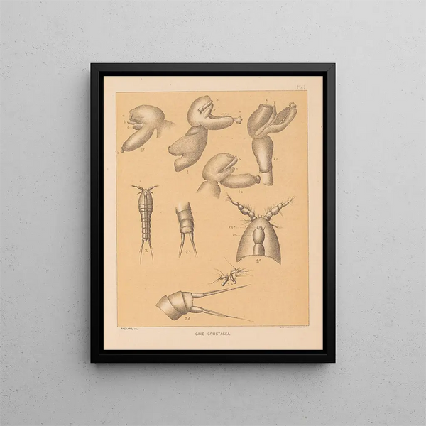 Die Fauna der Höhlen Nordamerikas Pl 01 - Alpheus Spring Packard — gerahmtes Bild an der Wand