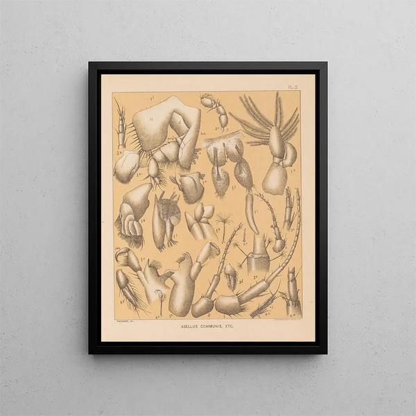Die Fauna der Höhlen Nordamerikas Pl 02 - Alpheus Spring Packard — gerahmtes Bild an der Wand