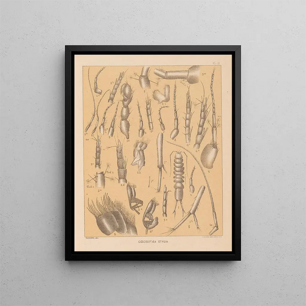 Die Fauna der Höhlen Nordamerikas Pl 03 - Alpheus Spring Packard — gerahmtes Bild an der Wand