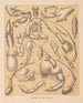 Die Fauna der Höhlen Nordamerikas Pl 04 - Alpheus Spring Packard — Ansicht des Kunstwerks