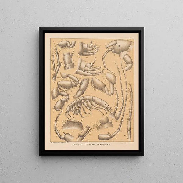 Die Fauna der Höhlen Nordamerikas Pl 05 - Alpheus Spring Packard — gerahmtes Bild an der Wand