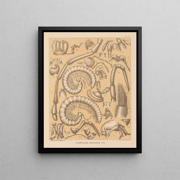 Die Fauna der Höhlen Nordamerikas Pl 06 - Alpheus Spring Packard — gerahmtes Bild an der Wand